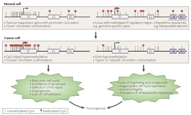 iGene Tech Single-Strand DNA Library Kit: A New Tool for Early Cancer Screening