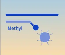 BisCap® Methyl Hybridization Capture Sequencing Technology