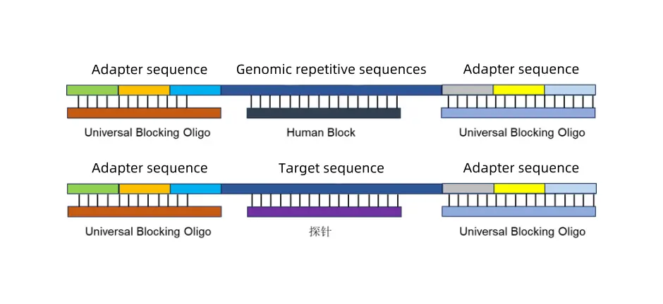 Decade of Exploration | Hybridization Capture Human Block Revealed Function of Human Block