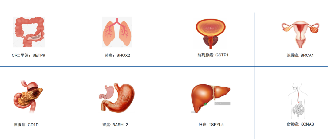甲基化早筛-9.png
