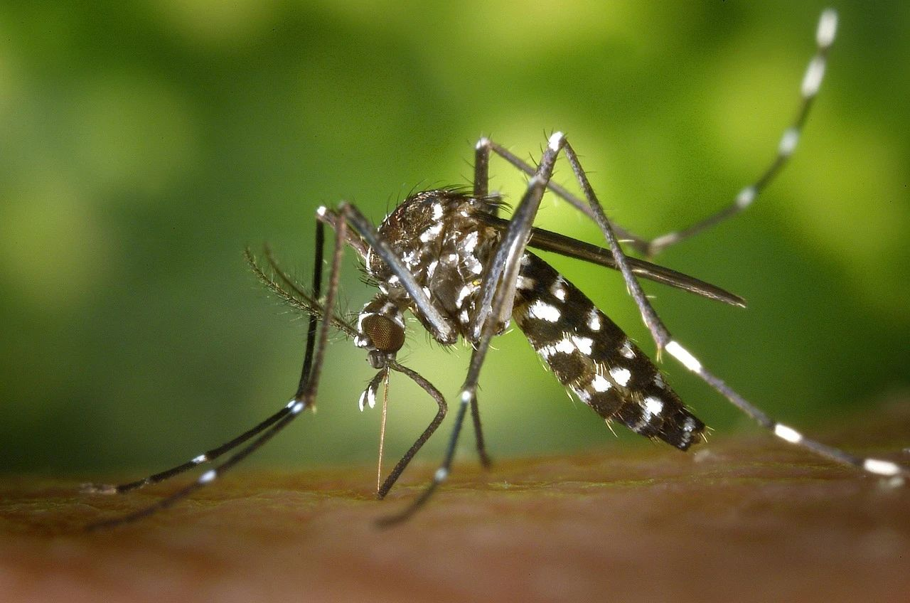 Precise Source Tracing of Two Summer Mosquito-Borne Viruses--iGeneTech Aids in Scientific Prevention and Control of Dengue Fever and Chikungunya Virus