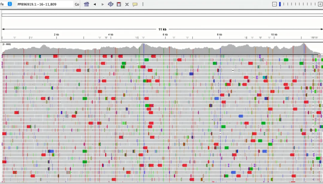 The Chikungunya fever epidemic persists, iGeneTech has released the actual performance data of the Chikungunya Virus Panel