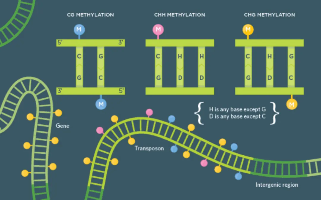Methylation Detection Upgrade! MethCap/BisCap Dual Platforms, Delivering Accurate Results with as low as 5ng Input Amount