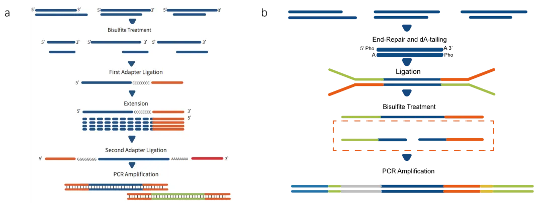 Complete Analysis of iGeneTech Methylation Technology Platform: A One-Stop Solution from Library Construction to Target Capture