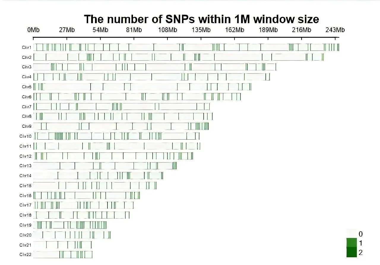 Based on SNP NGS Chimerism Detection: Sensitive Detection of 0.01% Chimerism Rate
