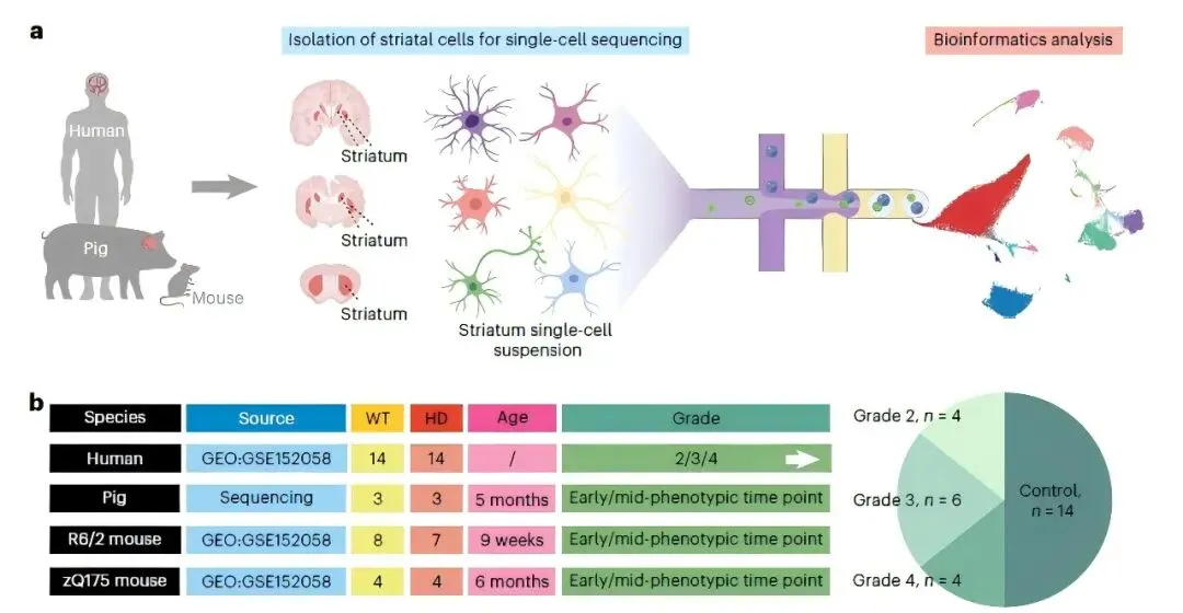 iGeneTech Supports Huntington's Disease Research: TCR Sequencing Unravels the Mechanism of T-Cell 'Crossover' Attack