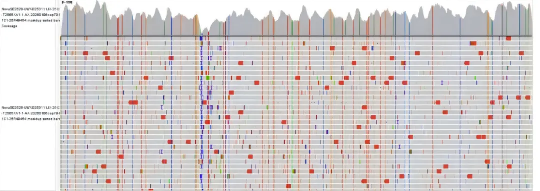 iGeneTech Whole-Genome Capture Solution for measles