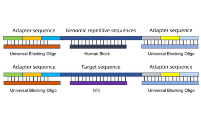 Decade of Exploration | Hybridization Capture Human Block Revealed Function of Human Block