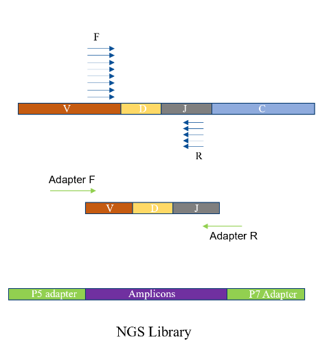 The immune repertoire products of iGeneTech facilitate major medical research: Analysis of patient samples with MeC reveals a new direction for immunotherapy The immune repertoire products of iGeneTech facilitate major medical research: Analysis of patient samples with MeC reveals a new direction for immunotherapy