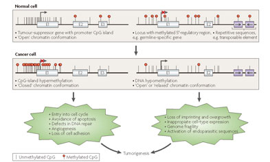 iGene Tech Single-Strand DNA Library Kit: A New Tool for Early Cancer Screening