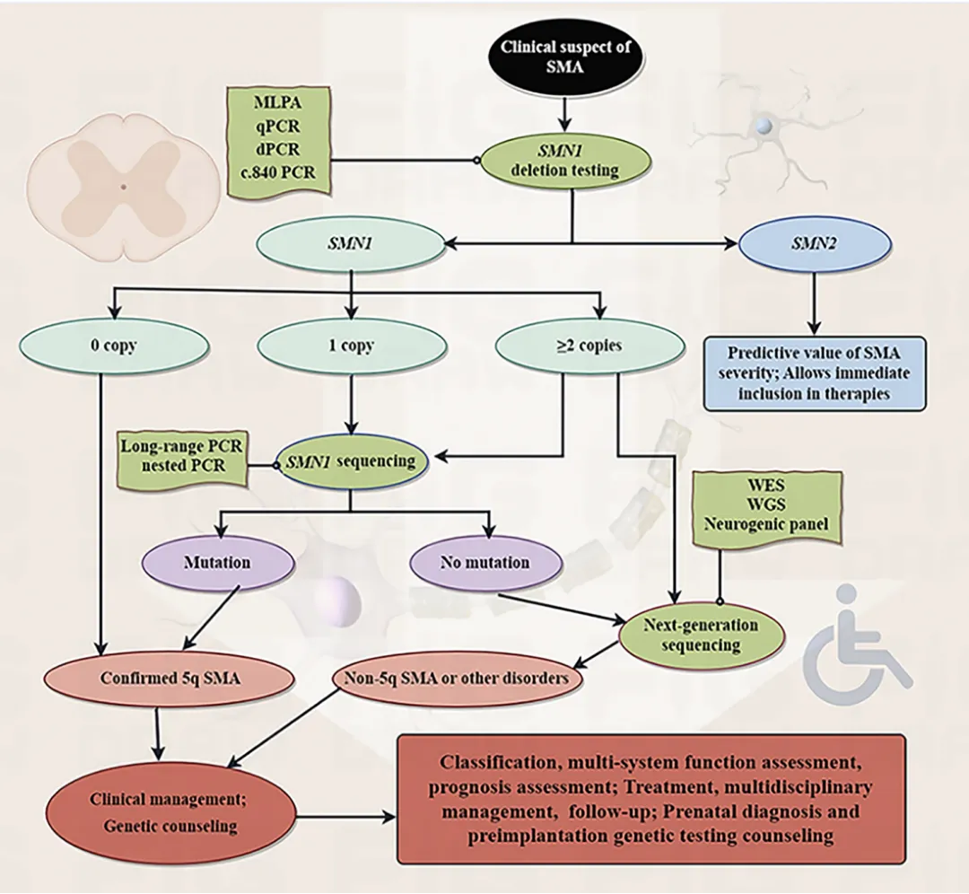 Literature Interpretation: Genetic Characteristics of Chinese Spinal Muscular Atrophy (SMA) Families and Whole Exome Sequencing Literature Interpretation: Genetic Characteristics of Chinese Spinal Muscular Atrophy (SMA) Families and Whole Exome Sequencing