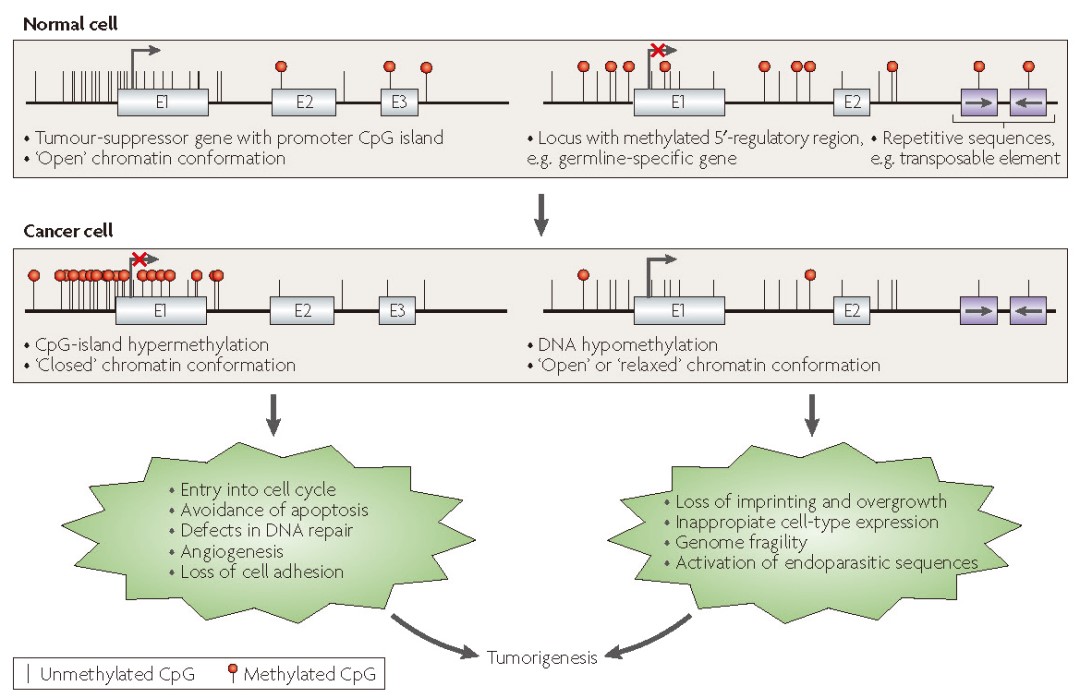 iGene Tech Single-Strand DNA Library Kit: A New Tool for Early Cancer Screening iGene Tech Single-Strand DNA Library Kit: A New Tool for Early Cancer Screening