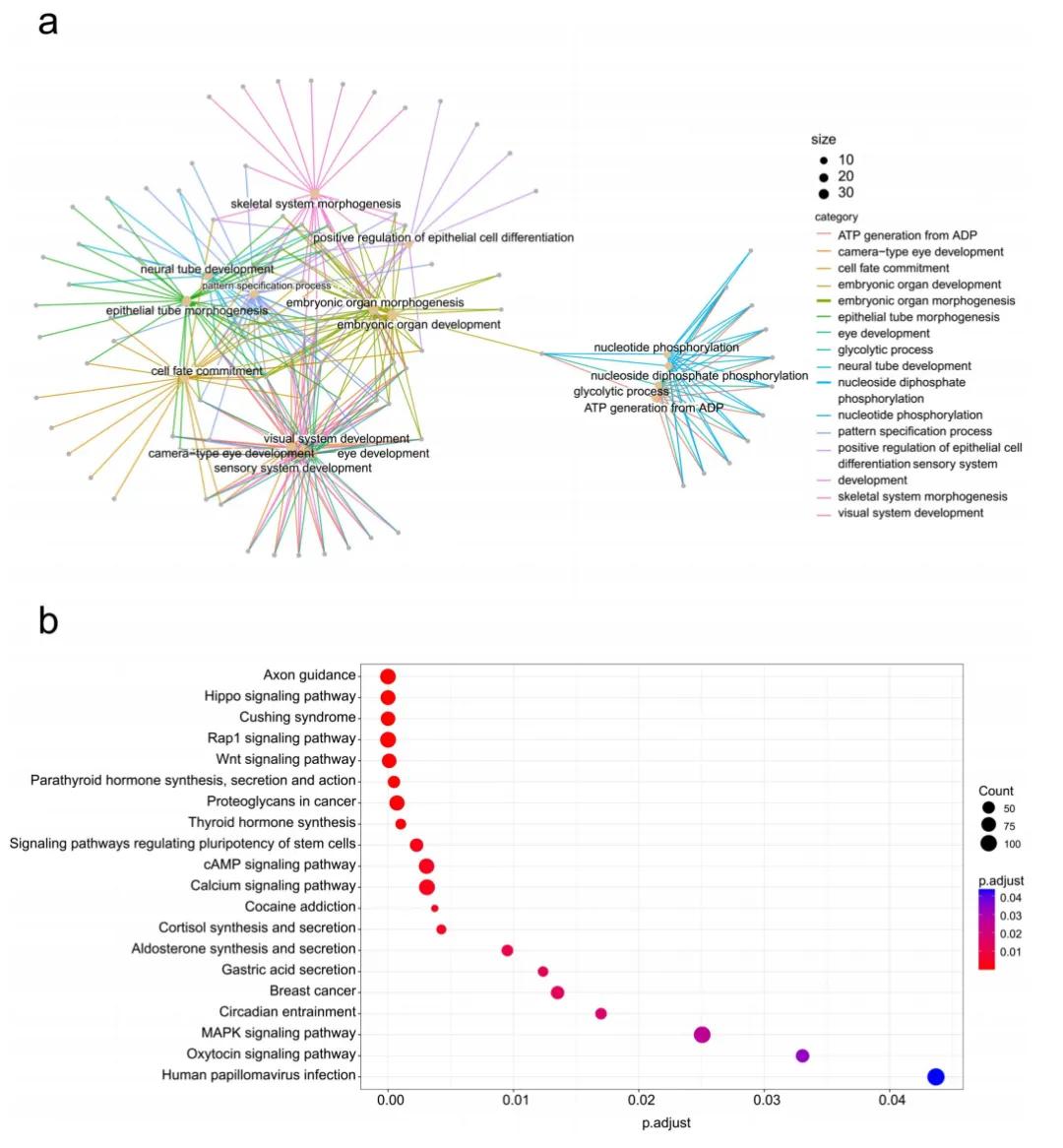 iGeneTech's BisCap® Methylation Capture Sequencing Technology Supports the Research on the Relationship between Methylation and Height in the Forensic Field