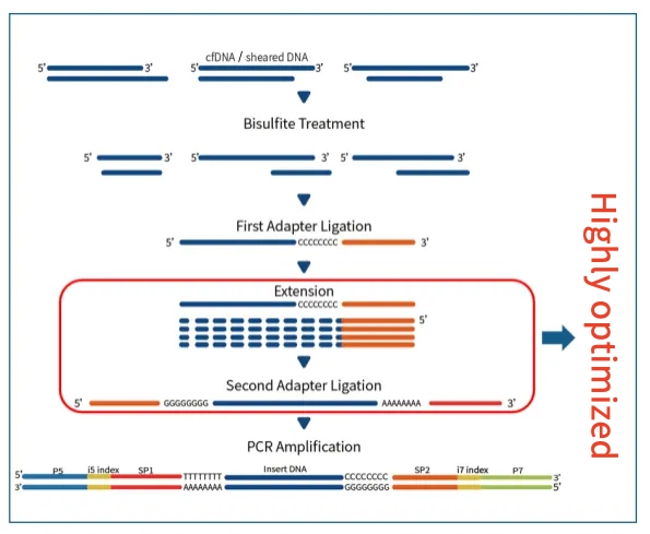 iGeneTech's BisCap® Methylation Capture Sequencing Technology Supports the Research on the Relationship between Methylation and Height in the Forensic Field
