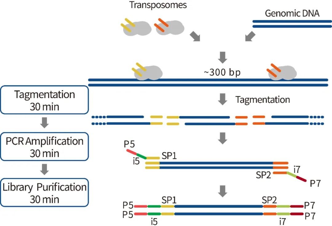 Transposase-based Capture Library Approach for Plant and Animal Sequencing Transposase-based Capture Library Approach for Plant and Animal Sequencing
