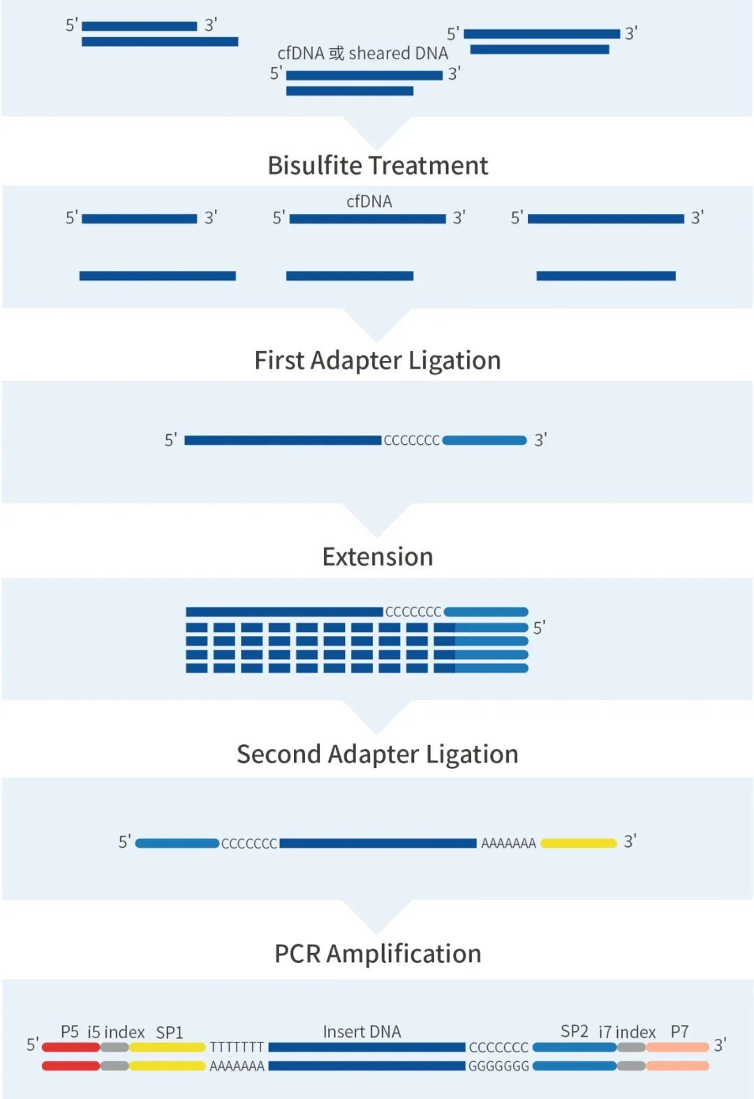 iGene Tech Single-Strand DNA Library Kit: A New Tool for Early Cancer Screening iGene Tech Single-Strand DNA Library Kit: A New Tool for Early Cancer Screening