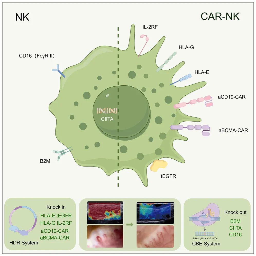IGT once again empowers clients' cell research: CAR-NK therapy brings new hope for the treatment of systemic sclerosis IGT once again empowers clients' cell research: CAR-NK therapy brings new hope for the treatment of systemic sclerosis