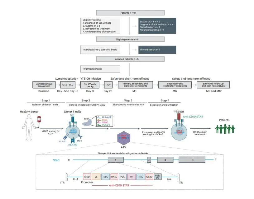 iGeneTech Supports Client's Research in Nature Medicine: STAR-T Cells Bring Hope to Patients with Refractory Systemic Lupus Erythematosus Complicated by Lupus Nephritis iGeneTech Supports Client's Research in Nature Medicine: STAR-T Cells Bring Hope to Patients with Refractory Systemic Lupus Erythematosus Complicated by Lupus Nephritis