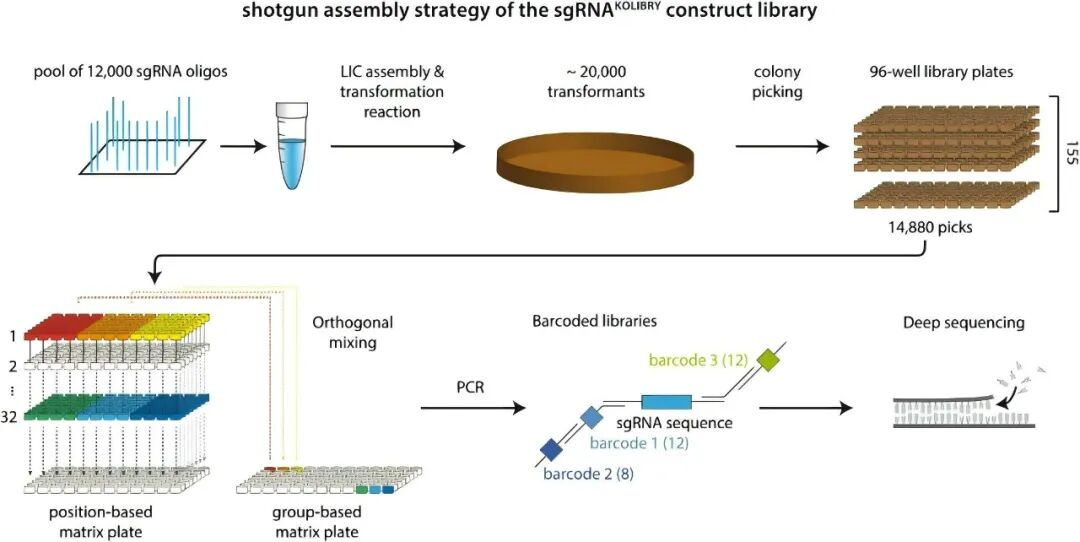 Unlock high-quality sgRNA library synthesis and off-target validation solutions