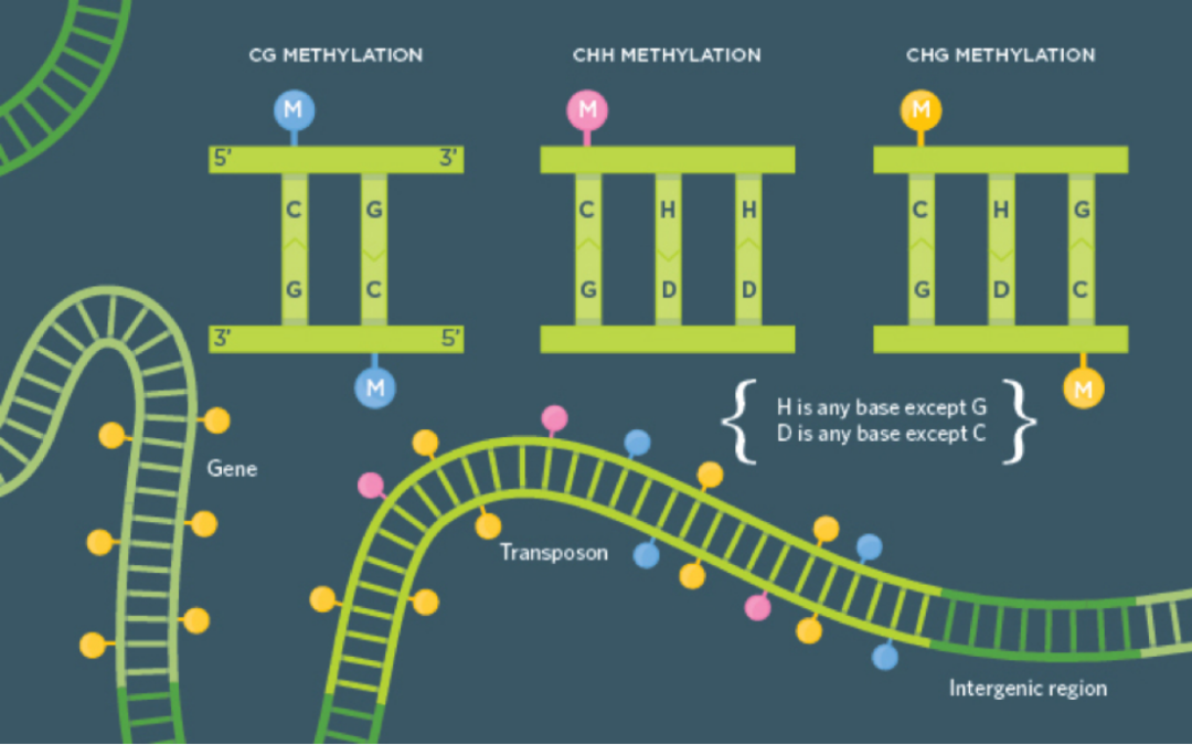 Methylation Detection Upgrade! MethCap/BisCap Dual Platforms, Delivering Accurate Results with as low as 5ng Input Amount Methylation Detection Upgrade! MethCap/BisCap Dual Platforms, Delivering Accurate Results with as low as 5ng Input Amount
