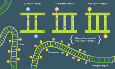 Methylation Detection Upgrade! MethCap/BisCap Dual Platforms, Delivering Accurate Results with as low as 5ng Input Amount