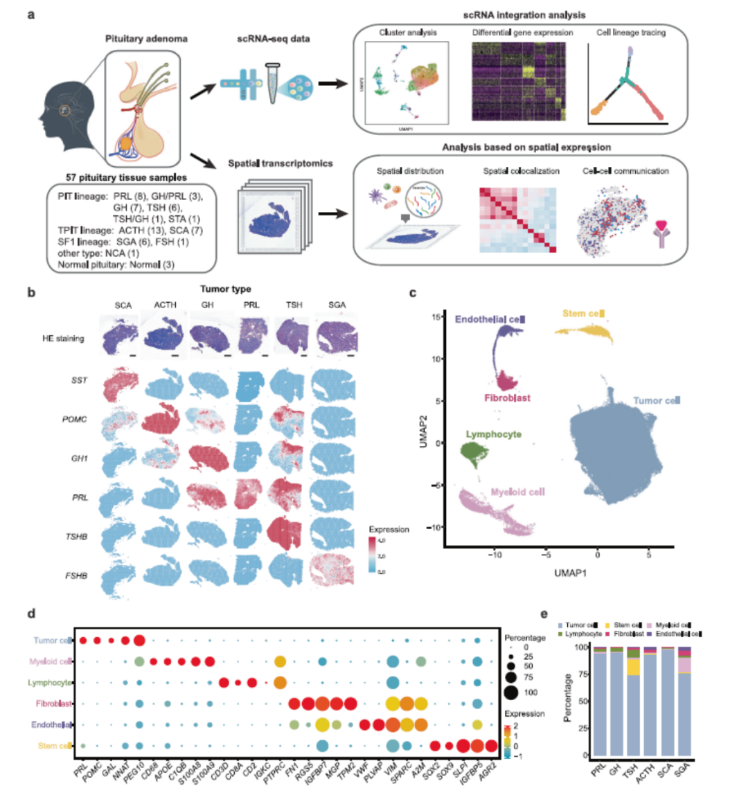 iGeneTech Supports Client's Nature Communications Study: Deciphering Heterogeneity and Immune Remodeling of Pituitary Neuroendocrine Tumors iGeneTech Supports Client's Nature Communications Study: Deciphering Heterogeneity and Immune Remodeling of Pituitary Neuroendocrine Tumors