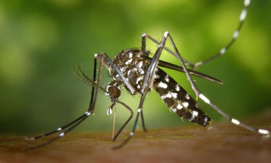 Precise Source Tracing of Two Summer Mosquito-Borne Viruses--iGeneTech Aids in Scientific Prevention and Control of Dengue Fever and Chikungunya Virus