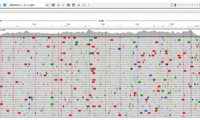 The Chikungunya fever epidemic persists, iGeneTech has released the actual performance data of the Chikungunya Virus Panel
