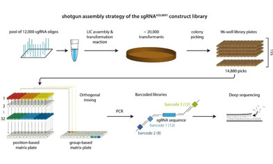 Unlock high-quality sgRNA library synthesis and off-target validation solutions