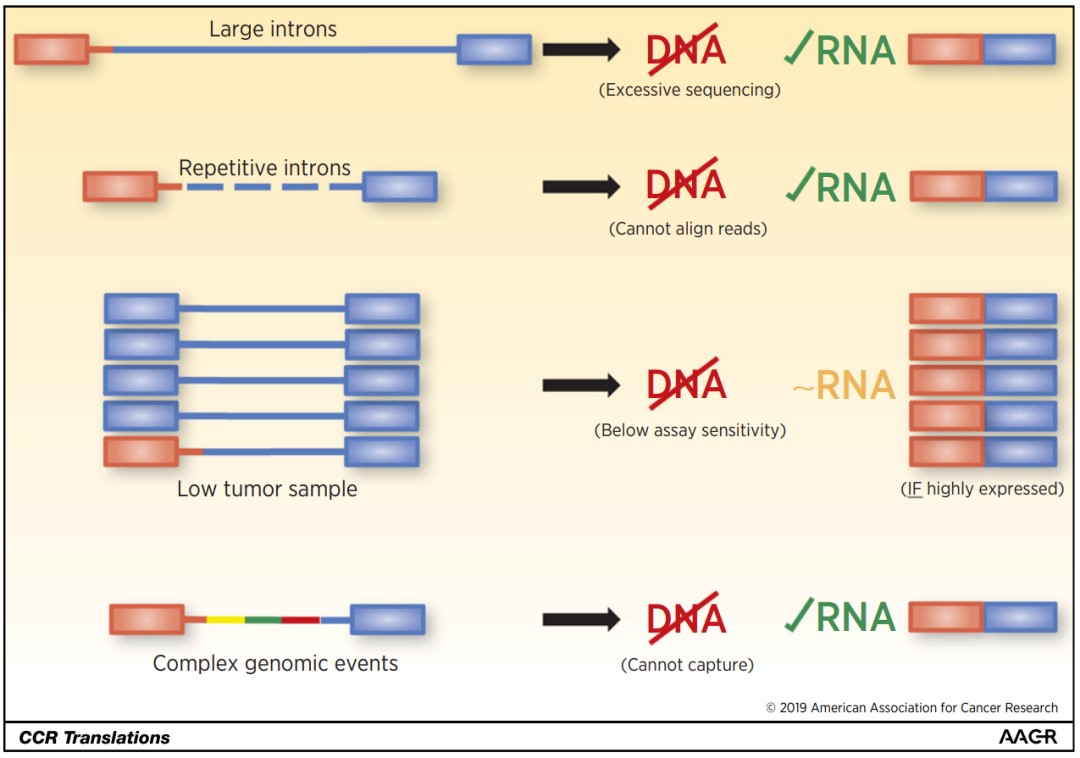 A Powerful Tool for Fusion Gene Detection: iGeneTech's Comprehensive RNA Targeted Sequencing Solution A Powerful Tool for Fusion Gene Detection: iGeneTech's Comprehensive RNA Targeted Sequencing Solution