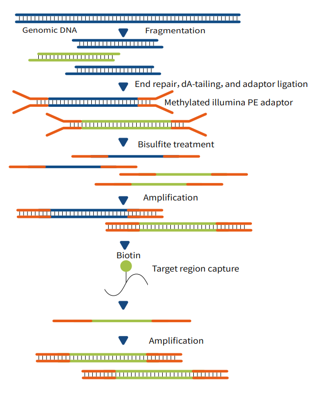 Methylation Detection Upgrade! MethCap/BisCap Dual Platforms, Delivering Accurate Results with as low as 5ng Input Amount Methylation Detection Upgrade! MethCap/BisCap Dual Platforms, Delivering Accurate Results with as low as 5ng Input Amount