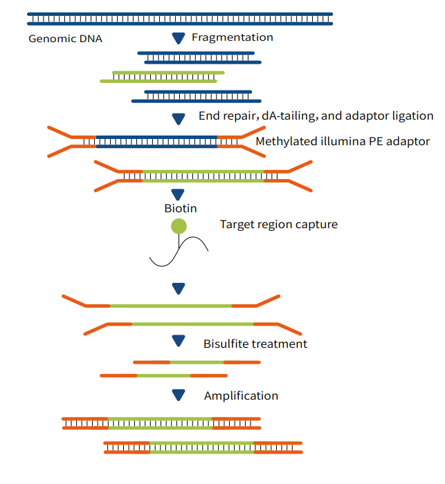 Methylation Detection Upgrade! MethCap/BisCap Dual Platforms, Delivering Accurate Results with as low as 5ng Input Amount Methylation Detection Upgrade! MethCap/BisCap Dual Platforms, Delivering Accurate Results with as low as 5ng Input Amount