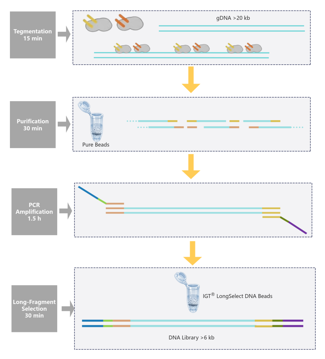 IGT® Long-Read DNA Library Prep Kit V2 New Launch IGT® Long-Read DNA Library Prep Kit V2 New Launch