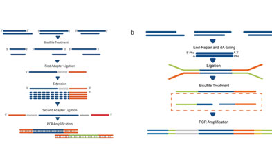 Complete Analysis of iGeneTech Methylation Technology Platform: A One-Stop Solution from Library Construction to Target Capture