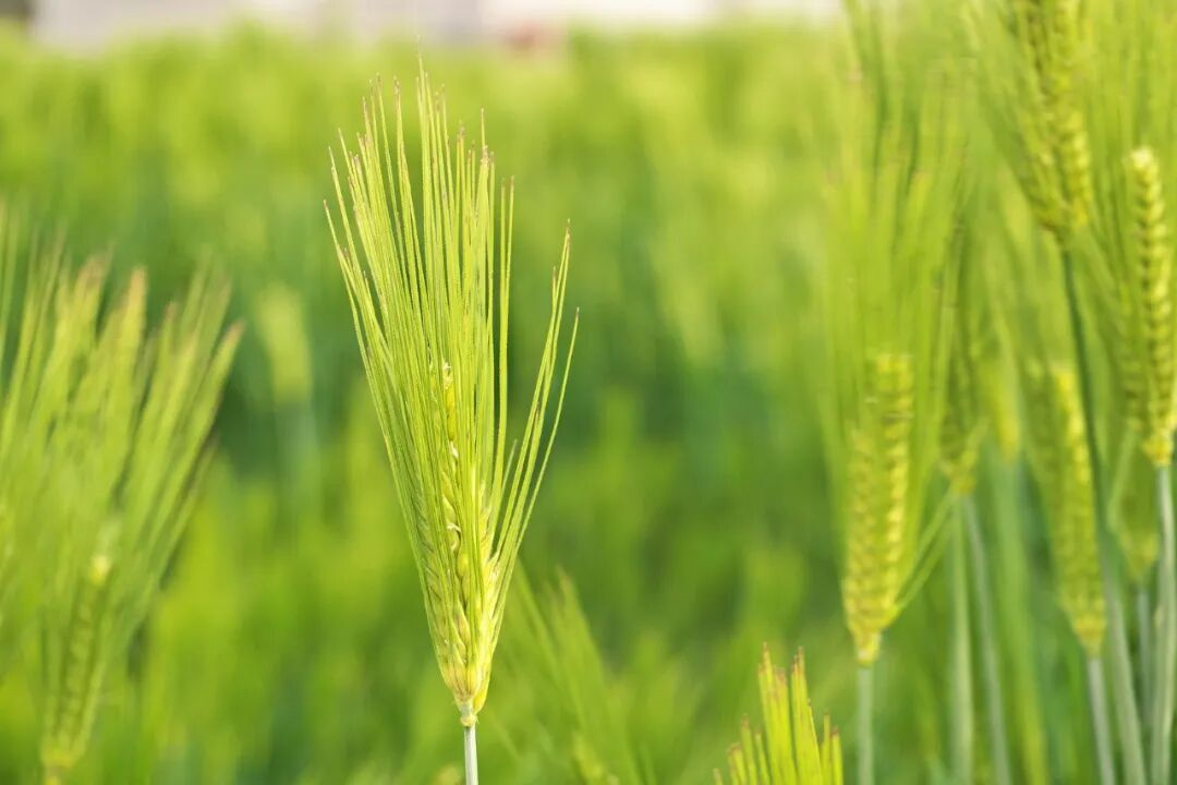 iGeneTech Barley Whole Exome Panel Empowers Precision Genomic Research iGeneTech Barley Whole Exome Panel Empowers Precision Genomic Research