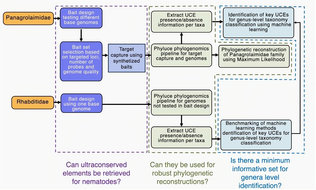 iGeneTech Ultraconserved Elements (UCEs) Capture Solution Empowers Multi-Taxa Research