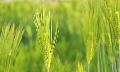 iGeneTech Barley Whole Exome Panel Empowers Precision Genomic Research