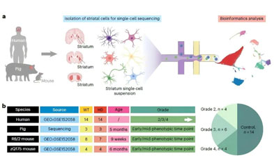 iGeneTech Supports Huntington's Disease Research: TCR Sequencing Unravels the Mechanism of T-Cell 'Crossover' Attack