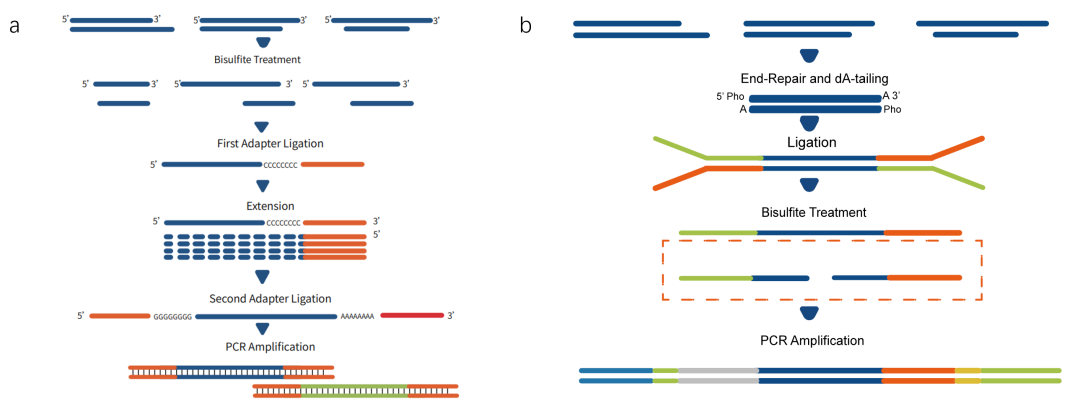 Complete Analysis of iGeneTech Methylation Technology Platform: A One-Stop Solution from Library Construction to Target Capture Complete Analysis of iGeneTech Methylation Technology Platform: A One-Stop Solution from Library Construction to Target Capture