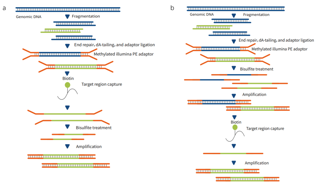 Complete Analysis of iGeneTech Methylation Technology Platform: A One-Stop Solution from Library Construction to Target Capture Complete Analysis of iGeneTech Methylation Technology Platform: A One-Stop Solution from Library Construction to Target Capture