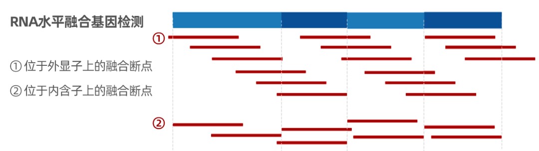 iGeneTech Hematologic Tumor Fusion Gene RNA Panel iGeneTech Hematologic Tumor Fusion Gene RNA Panel